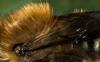 Osmia brevicornis